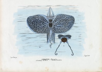 Sea Butterflies by Raimundo Petraroja